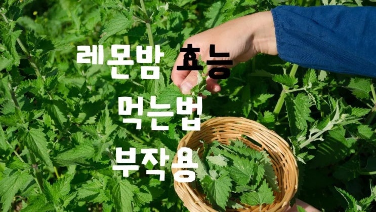  불안 스트레스 없애는 레몬밤 항산화제 효능 먹는법 부작용