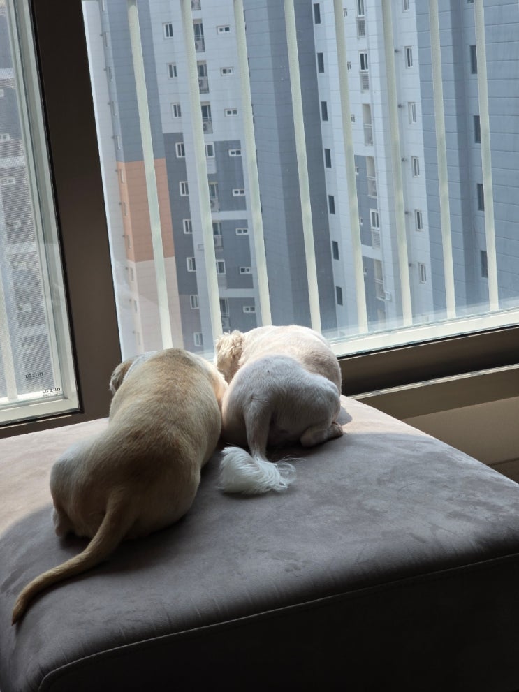 귀여운 댕댕이 두녀석 궁둥이