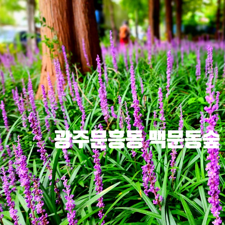  〔전남광주〕광주 문흥동 메타세쿼이아 길과 맥문동 숲길-광주 맥문동 숲길-맥문동 개화 상태 24.8.10-광주 메타세쿼이아 길