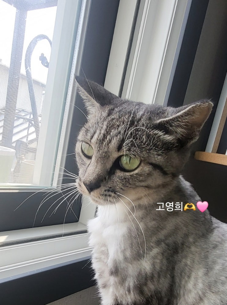  길냥이포획, 고양이무향샴푸 리스펫랩 내돈내산후기 냥빨필수템