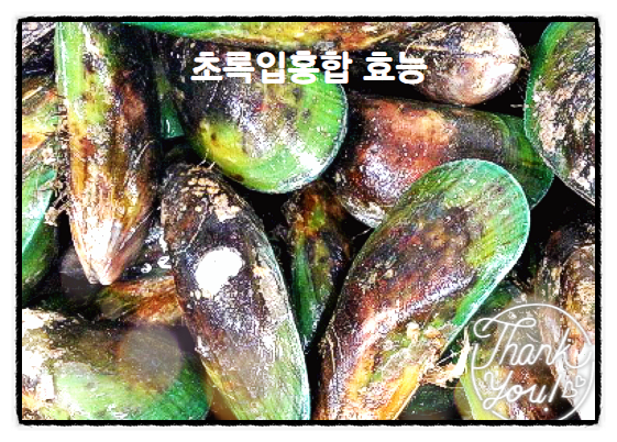  초록입홍합 관절염에 특효