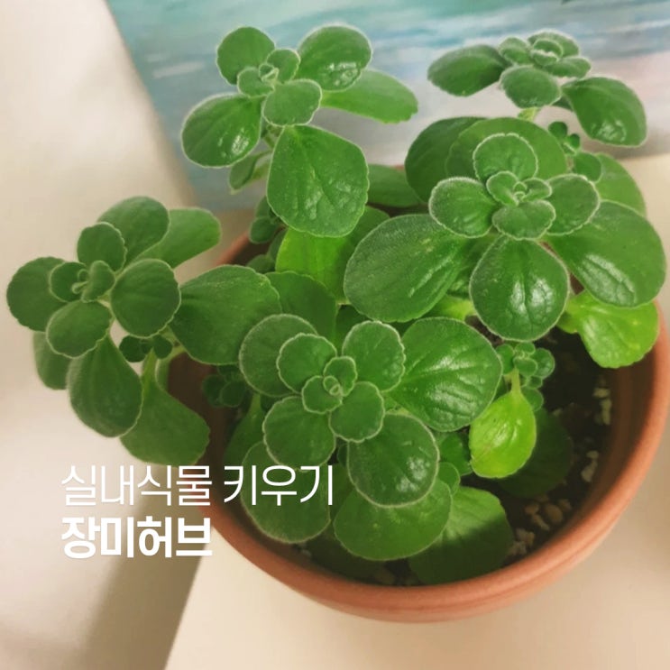  장미허브 키우기 장미허브에 대한 모든 것