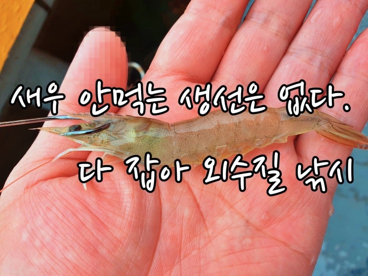  새우 안먹는 물고기가 있을까? 다 잡아 외수질 / 인천 영종도 아트호 / 2021.6