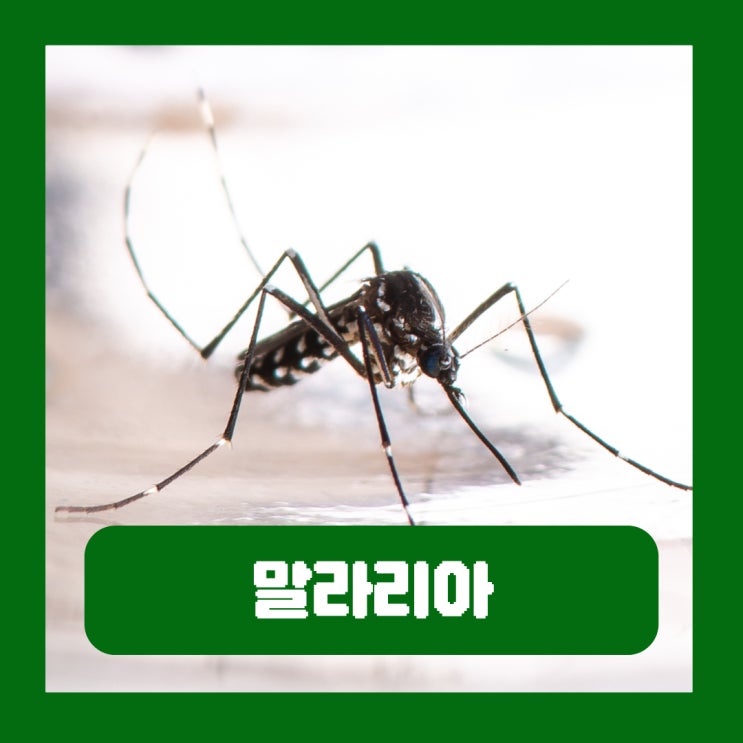  말라리아 모기 생김새 차이 물리면 증상 치사율 자국 서울 전염