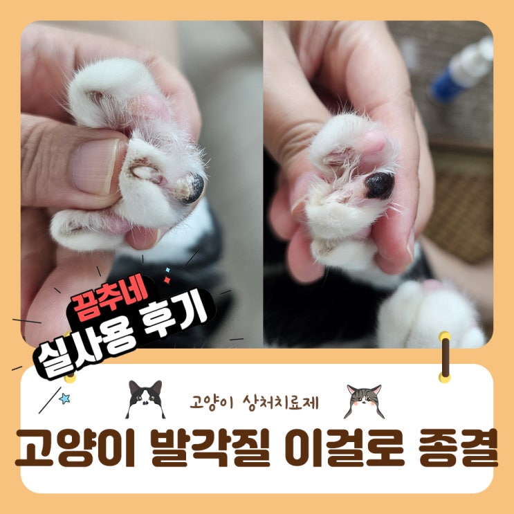  고양이 발사탕 발각질 이거사용하고 좋아졌어요