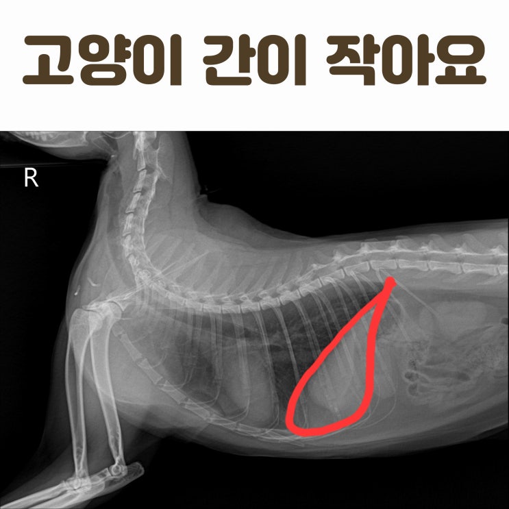  고양이 간이 작다면 어떤질병을 의심해볼 수 있을까