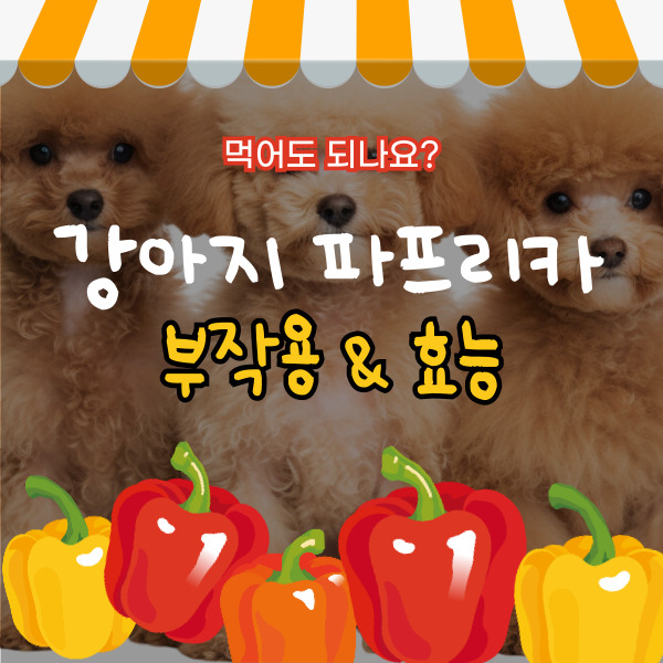  강아지 파프리카 부작용&효능 알아보자
