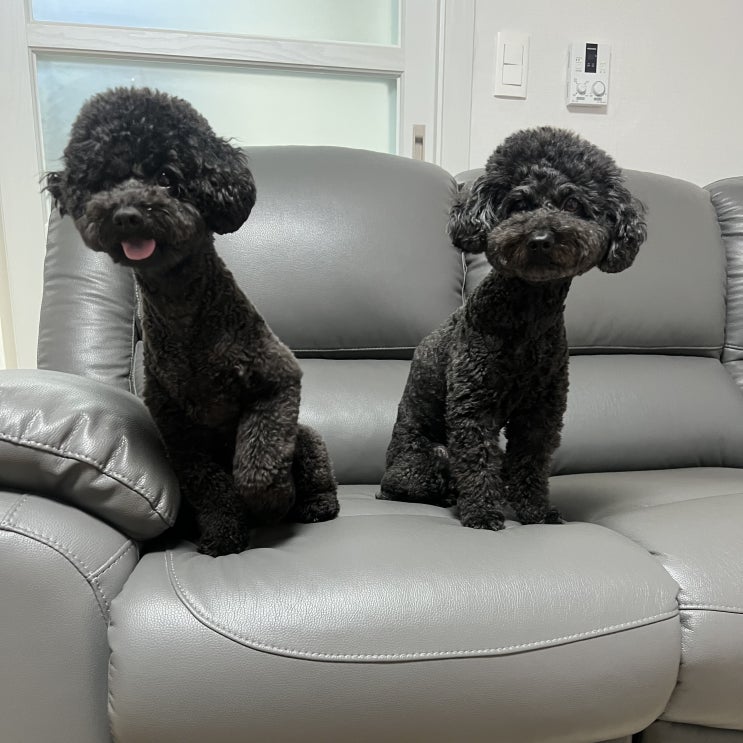  펫로스증후군 증상 극복하는 방법