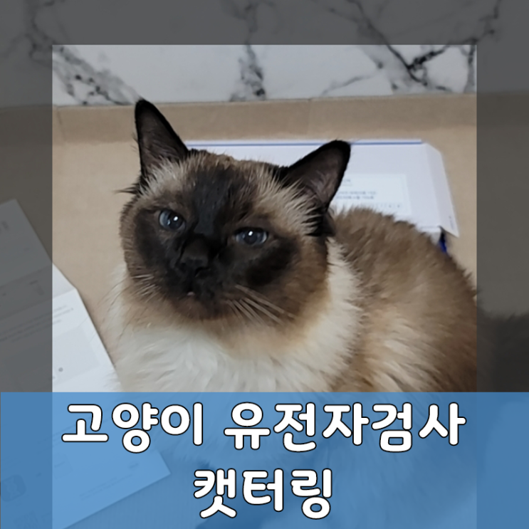  고양이 유전자 검사 집에서 간편하게 피터페터 캣터링 리뷰