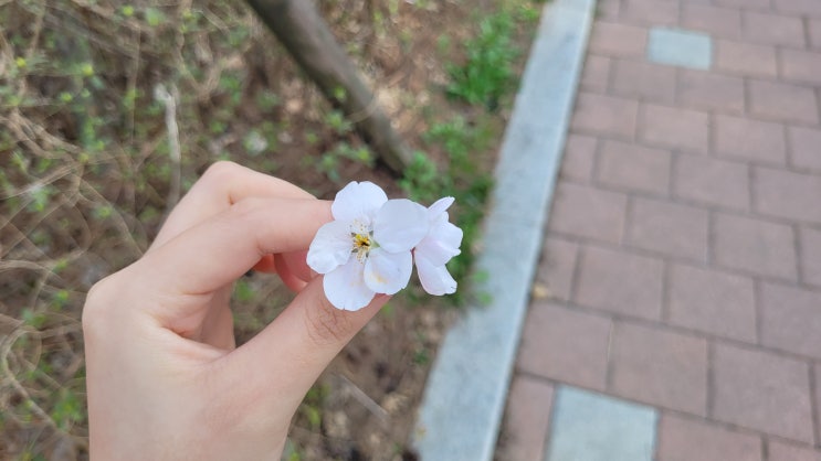  4월일상 1 :: 벚꽃이 예뻐서 싸돌아다닌 날 (할무니집, 외식, 산책)