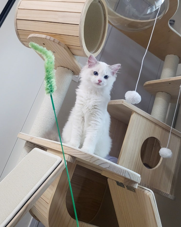  고양이 입양 첫날, 랙돌 적응기간 새로운 환경 소개 방법
