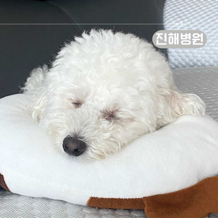  진해 동물병원 OK동물병원 강아지 췌장염검사