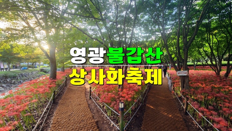 전라도 9월축제 영광 가볼만한곳 · 2024 영광불갑산 상사화축제 기본정보 개화시기 · 불갑사꽃무릇 전라도 9월축제 영광 가볼만한곳 · 2024 영광불갑산 상사화축제 기본정보 개화시기 · 불갑사꽃무릇