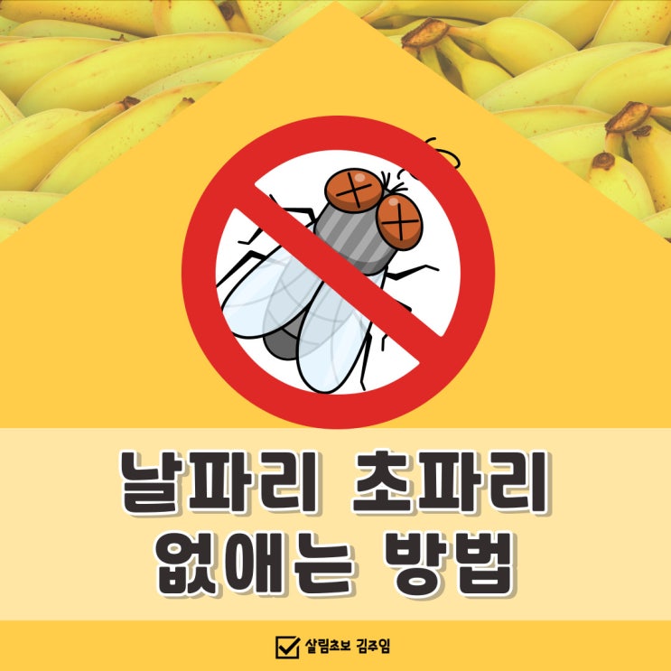  초파리 제거, 쉽게하는 방법 3가지(feat. 날파리)