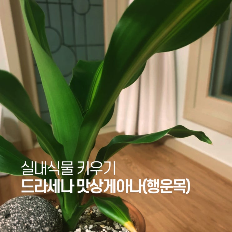  드라세나 맛상게아나(행운목)에 대한 모든 것