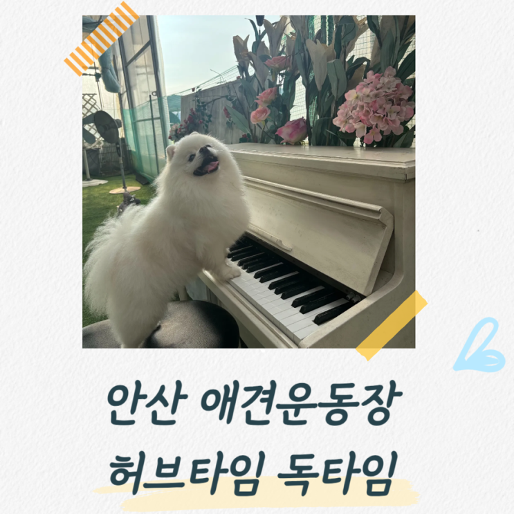  안산애견카페, 장소대여 가능한 허브타임 독타임