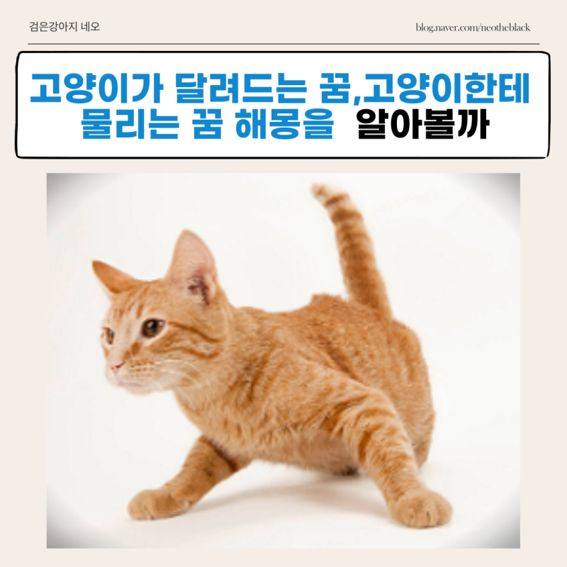 고양이가 달려드는 꿈, 고양이한테 물리는 꿈 해몽을 알아볼까