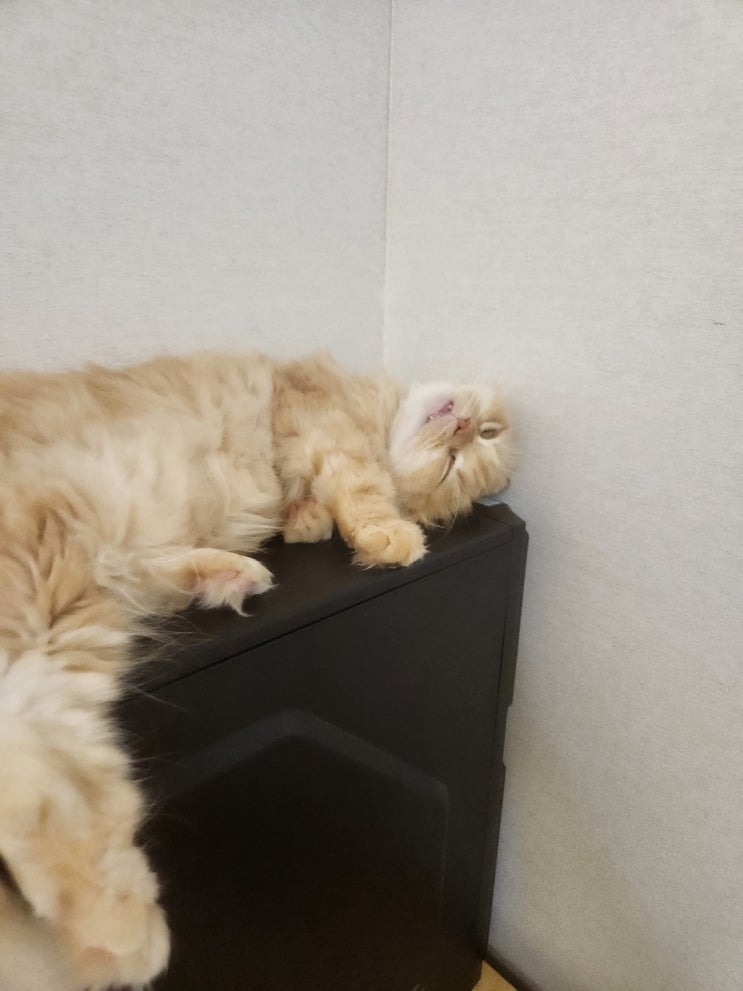  고양이 토 색깔표 토하는 이유