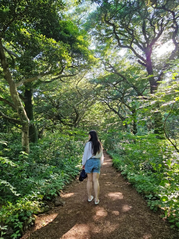  제주도 비자림 숲길 8월 9월 제주 여행 동쪽 가볼만한곳 추천