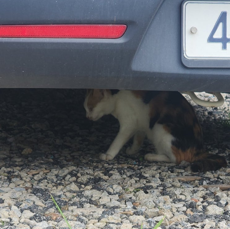  길고양이 한길이 : 더워!!
