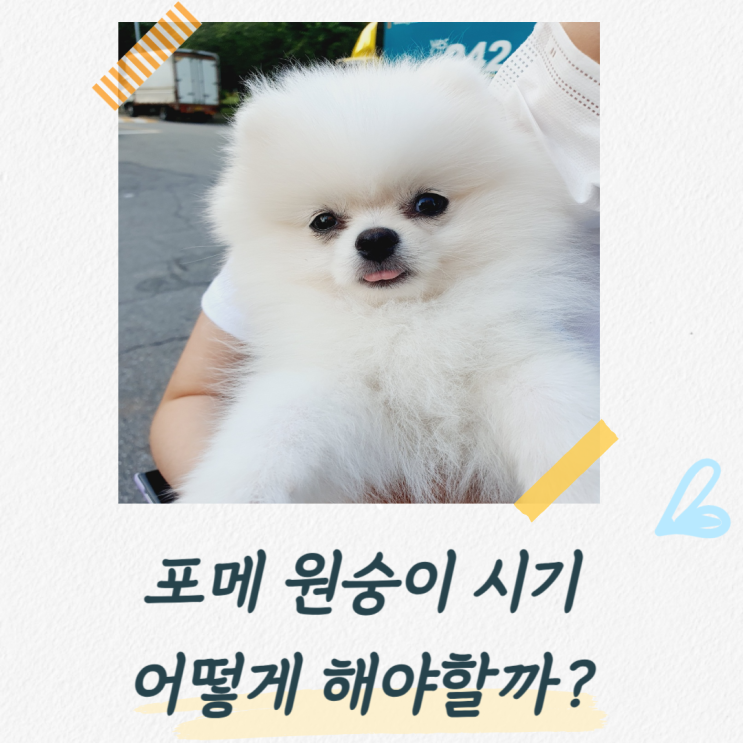  포메 원숭이시기, 초보집사를 위한 조언과 건강하게 지나가는 방법