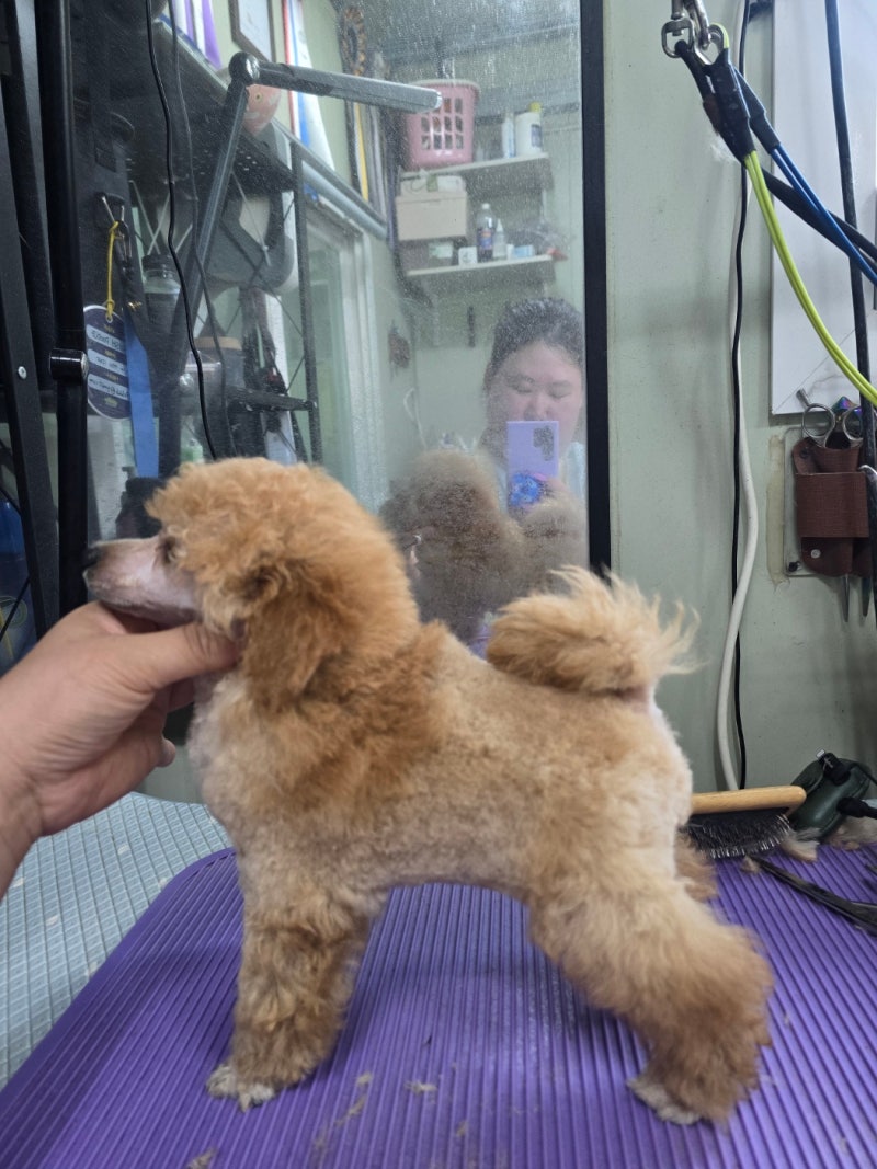 아늑한 머그잔에 안겨있는 귀여운 미니 푸들, 푸들, 동물, 투명한 PNG 일러스트 및 이미지 에 대한 무료 다운로드 - Pngtree, image size:800x1067