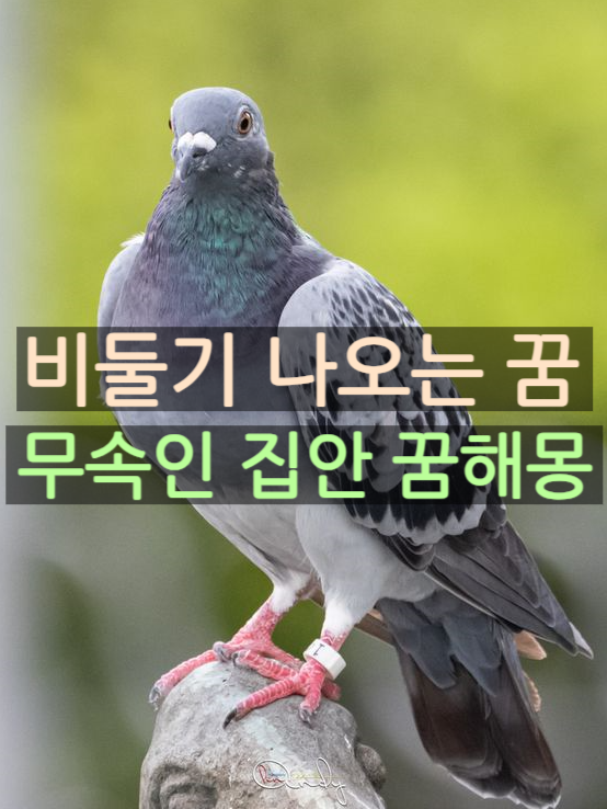 비둘기 꿈해몽 비둘기나오는꿈 비둘기가 집에 들어오는 꿈