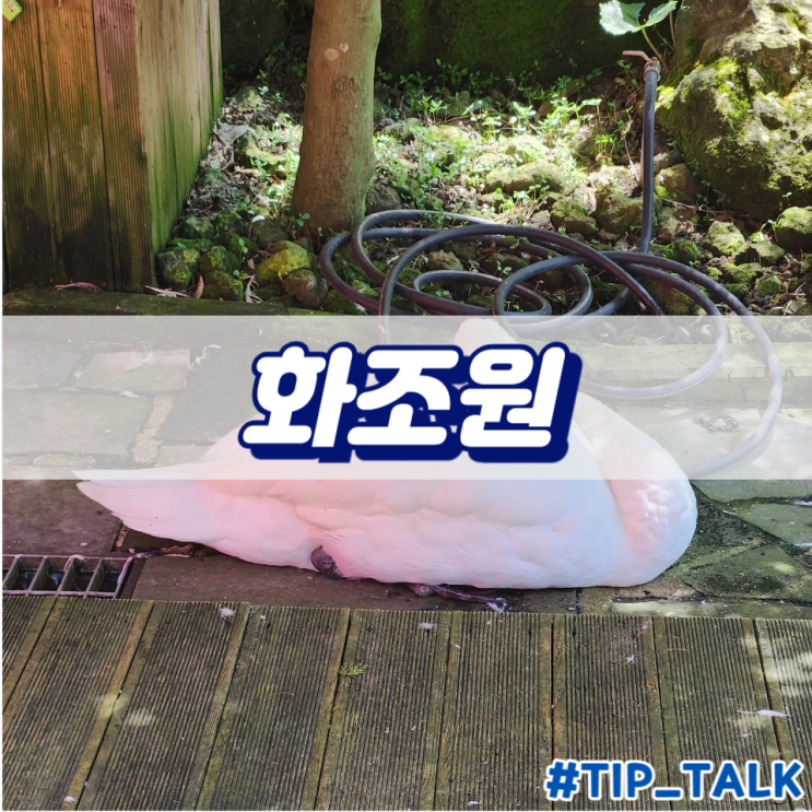  제주 애월 가볼만한 곳 이색 체험 데이트 추천 화조원