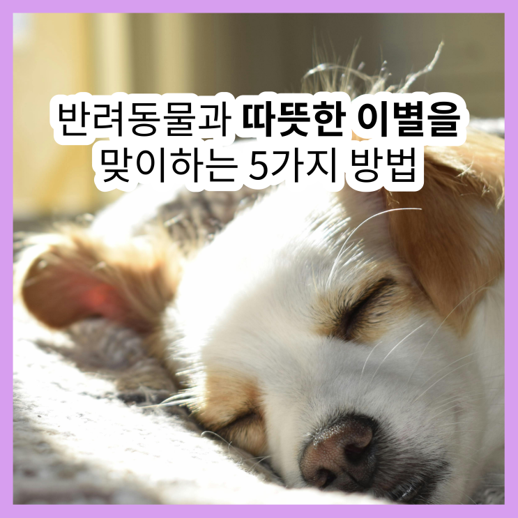  노령 반려동물과의 마지막을 더 따뜻하게 (강아지 이별 준비 고양이 이별 준비)