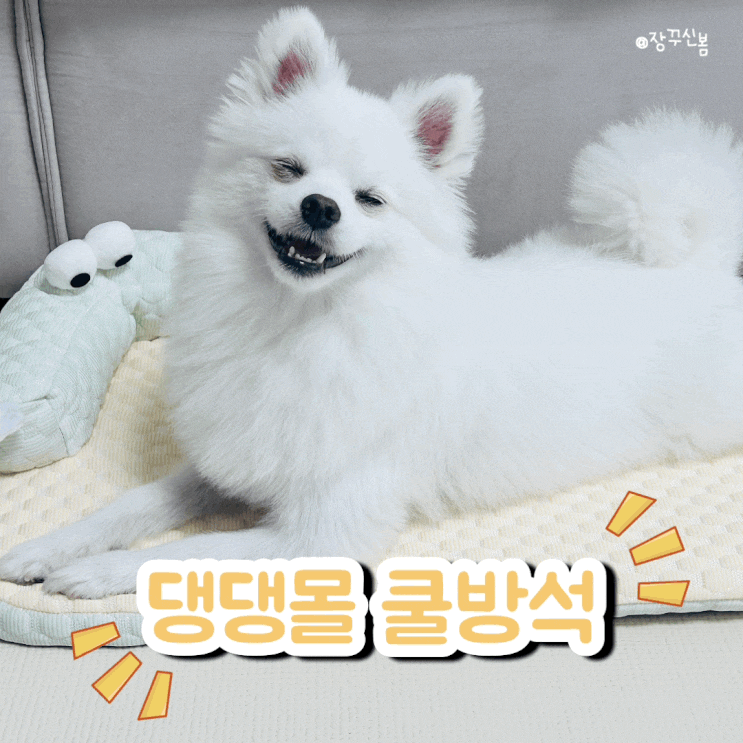시원하고 가성비 좋은 강아지 쿨방석 댕댕몰 시원하고 가성비 좋은 강아지 쿨방석 댕댕몰