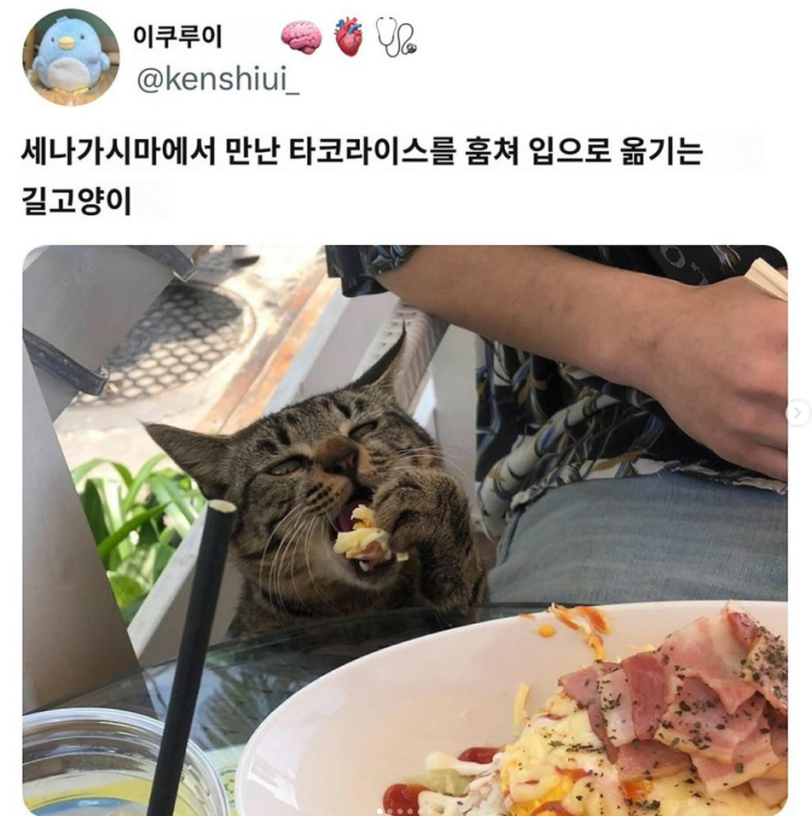  오키나와에서 만난 타코라이스를 훔쳐먹는 길냥이