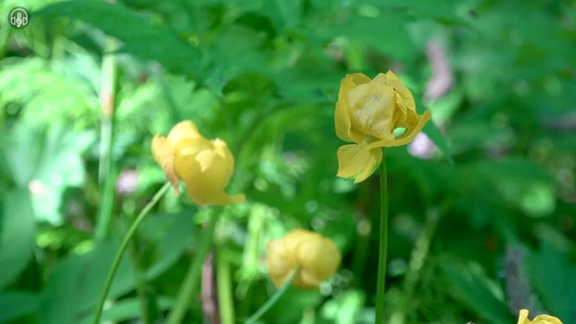  발리 가족여행 생각중이라면 , 여행 전문가 가 패키지 별로 비교해 드립니다. (무료 서비스)