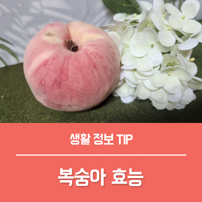  복숭아 효능 복숭아 알레르기 입술 가려움, 딱복숭아 물복숭아 차이는?