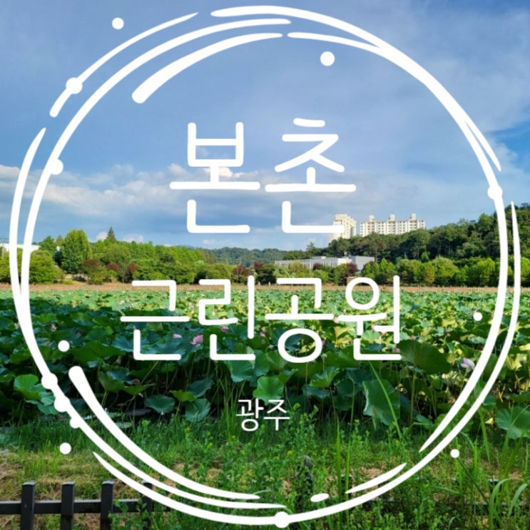 광주여행 북구 양산동 연꽃 만개 본촌근린공원
