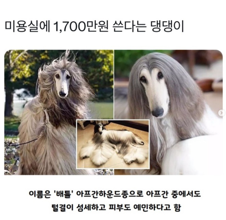  미용실에 1700만원 쓴다는 댕댕이