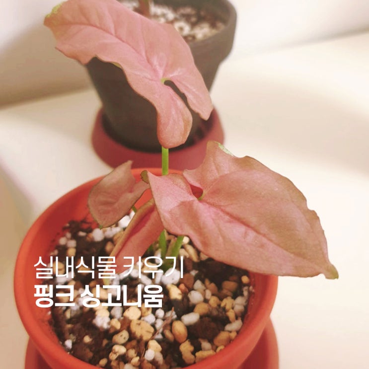  핑크 싱고니움에 대한 모든 것 물꽂이 번식 수경재배 분갈이
