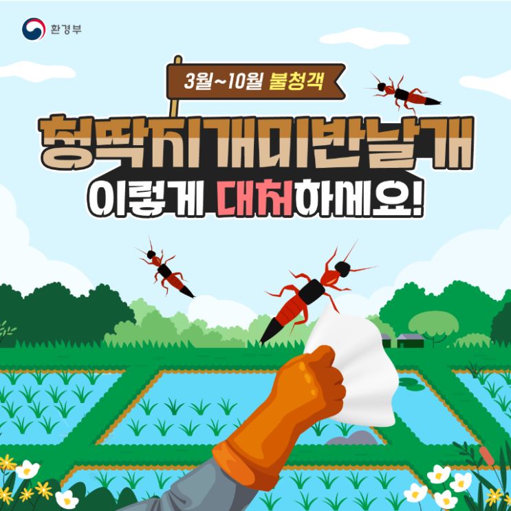 청딱지개미반날개 이렇게 대처하세요!