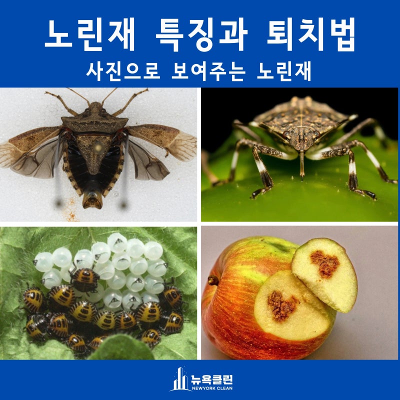 사진으로 확인하는 노린재 종류(특징, 냄새, 알, 퇴치법)