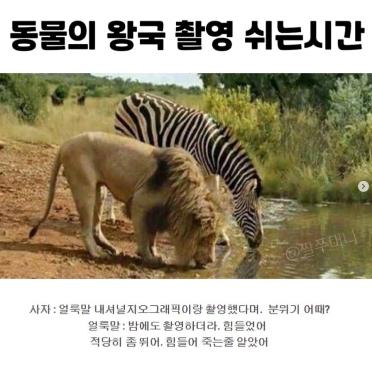  동물의 왕국 촬영 쉬는시간