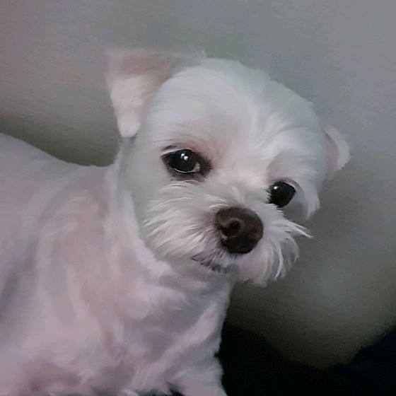 땡큐DOG동물병원 사진 4