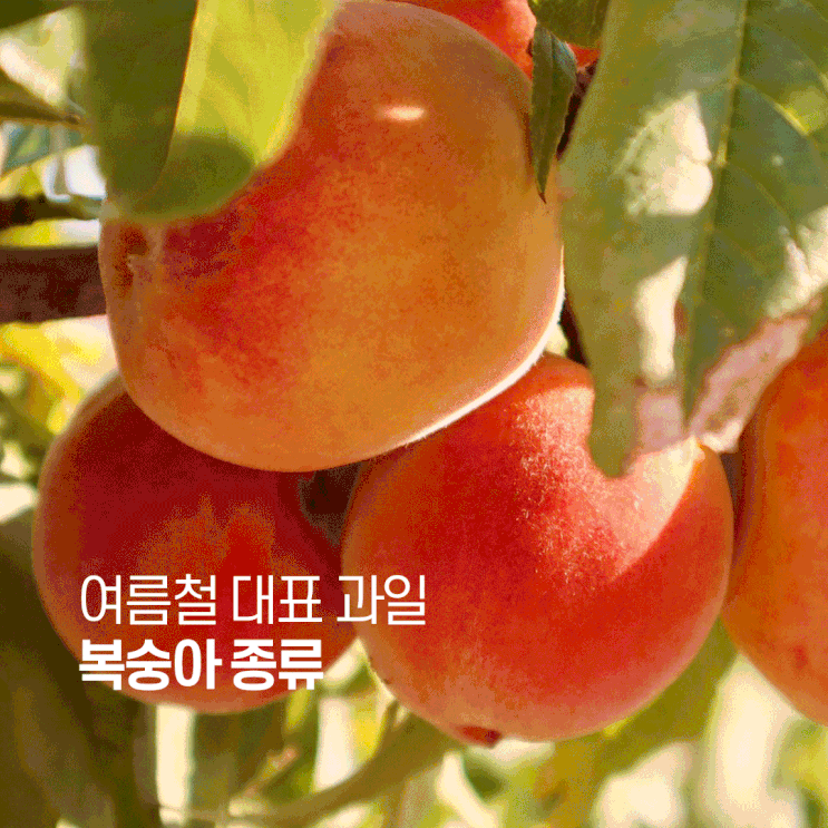  여름철 대표 과일 복숭아 품종 복숭아 종류