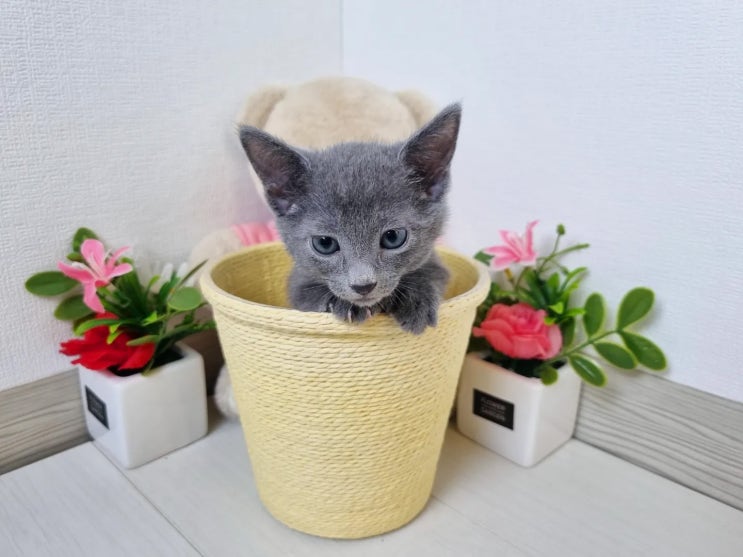  고양이의 생리? 정확히는 발정이에요!