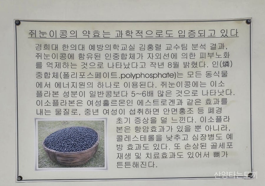 쥐눈이콩마을 사진 6