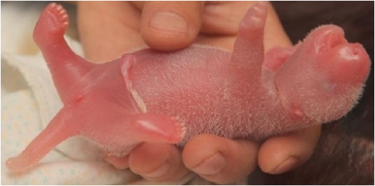 19세 앞둔 <b>홍콩 판다</b>, 세계 최고령 노산…"사람으로 치면 57세"