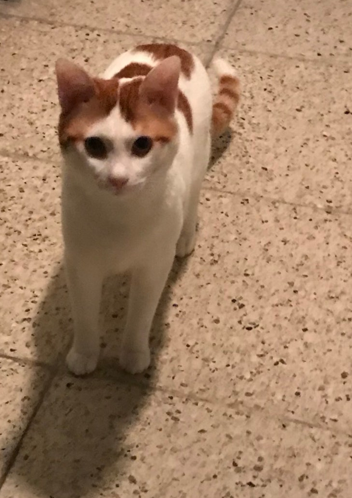  레옹, 나의 고양이(2년간 동거중)