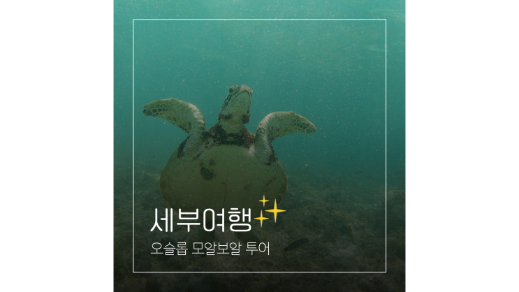 세부 고래상어 투어 세부올래 오슬롭 모알보알 패키지 패스트트랙 세부조아 세부 고래상어 투어 세부올래 오슬롭 모알보알 패키지 패스트트랙 세부조아