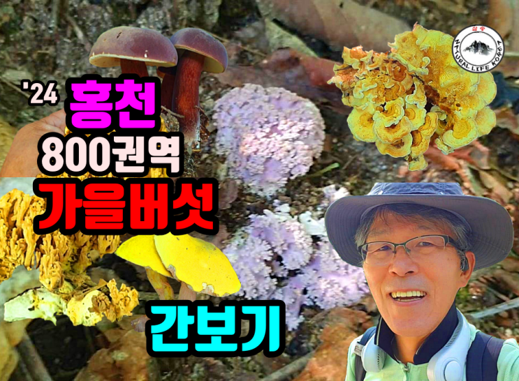 24 홍천북부 800권역 가을버섯 간보기