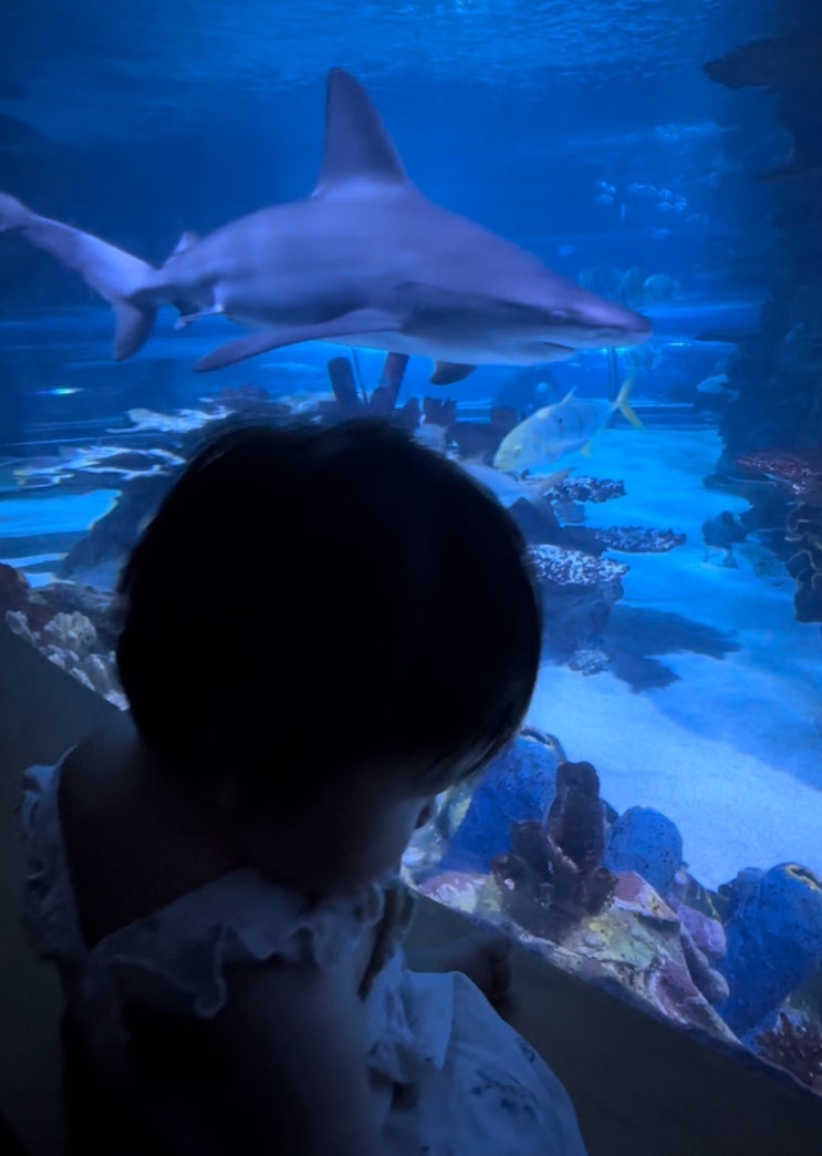  [헝가리 여행] 아이와 함께 가기 좋은 부다페스트 아쿠아리움 : Tropicarium