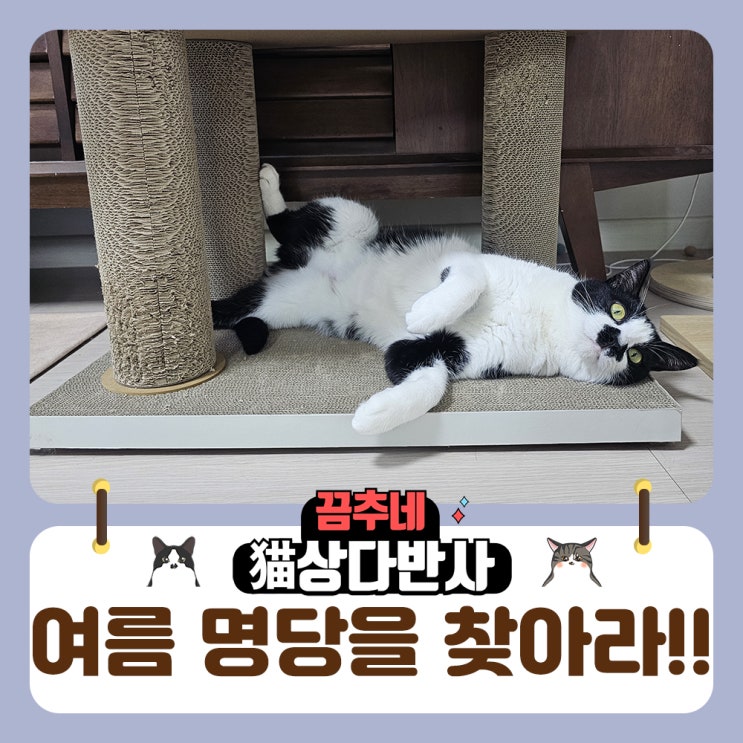  여름 우리집 고양이가 제일 좋아하는 자리는?