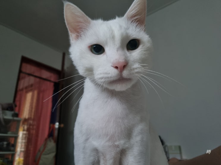 나의 특별한 룸메이트